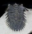 Metacanthina (Asteropyge) Trilobite - Lghaft, Morocco #27592-1
